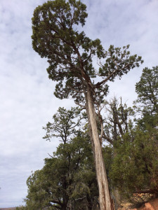 Not as large as a Sequoia, but easily 100 feet tall