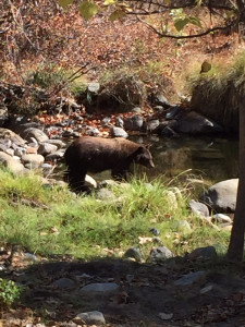 The Kaweah River, outside our front door. (oh... and a bear!)