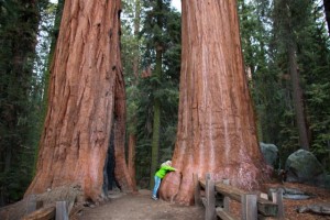 Sandy Alves - A typical left-wing, tree-hugging Californian