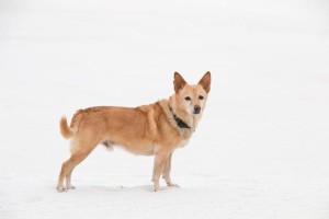 Pippin - a sled dog in the sand