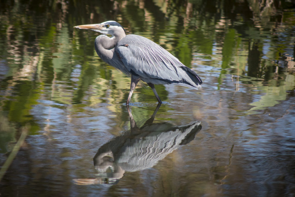 Blue Heron